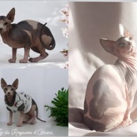 Photo de ZIP du royaume d' Ohana