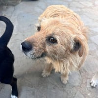 Photo de Cocucha