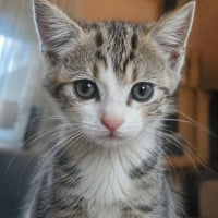 Photo de Cooki