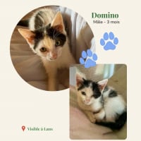 Photo de Domino