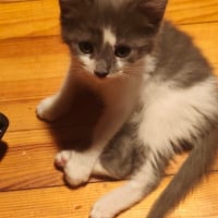 Photo de KODA