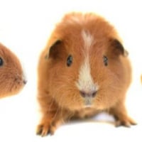 Photo de Cappie