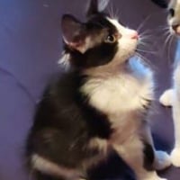 Photo de LOKI