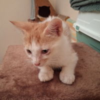 Photo de MUFASA