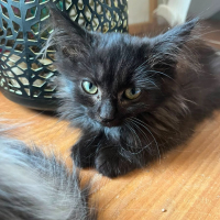 Photo de Sauron