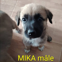 Photo de Mika