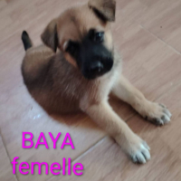 Photo de Baya