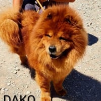 Photo de Dako