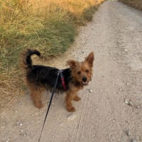 Photo de GORDI