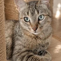 Photo de Pepsi