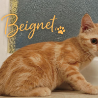 Photo de Beignet