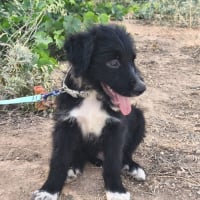 Photo de Balu