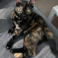 Photo de Ambre