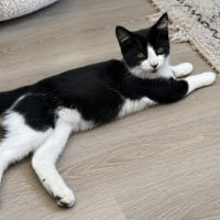 Photo de Merlin