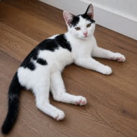 Photo de Bastet