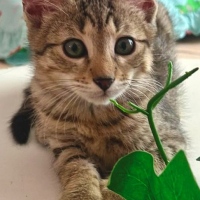 Photo de Bigaro
