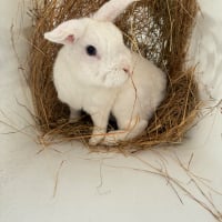 Photo de MOCHI