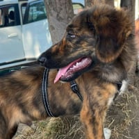 Photo de BROWNIE