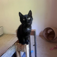 Photo de ONYX