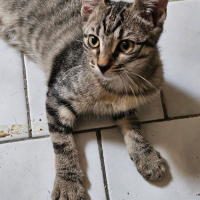 Photo de BISCOTTE