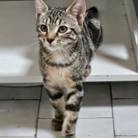 Photo de BROWNIE