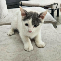 Photo de TOASTY