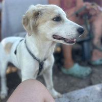 Photo de SNOWIE