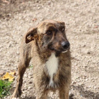 Photo de Juno