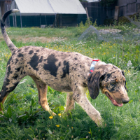 Photo de Brownie