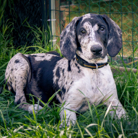 Photo de Bluey