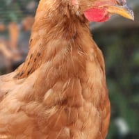 Photo de Petit coq , petit poulet
