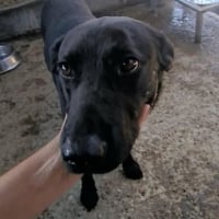 Photo de NERO