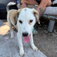 Photo de PIPA