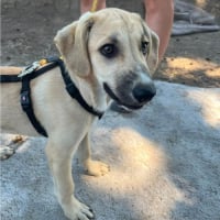 Photo de MANO