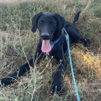 Photo de SCOOBY