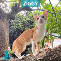 Photo de ZIGGY