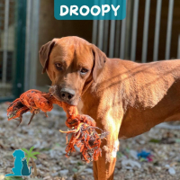 Photo de DROOPY