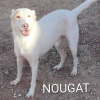 Photo de Nougat 