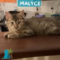 Photo de MALYCE