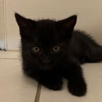 Photo de LUNA