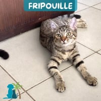 Photo de FRIPOUILLE
