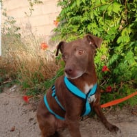 Photo de CACAO
