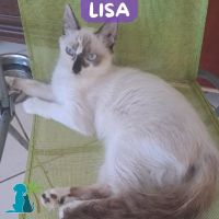Photo de LISA