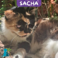 Photo de SACHA