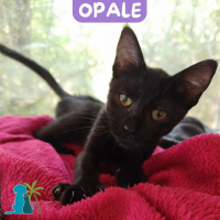 Photo de OPALE