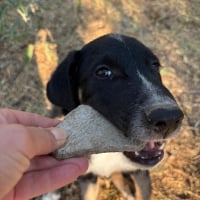 Photo de Noah