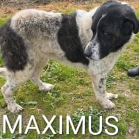 Photo de Maximus