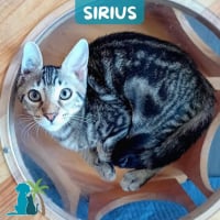 Photo de SIRIUS