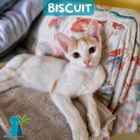 Photo de BISCUIT