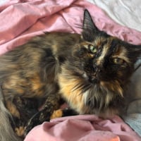 Photo de Nala